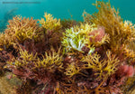 Colorful assortment of seaweed and marine plants in an underwater ecosystem.